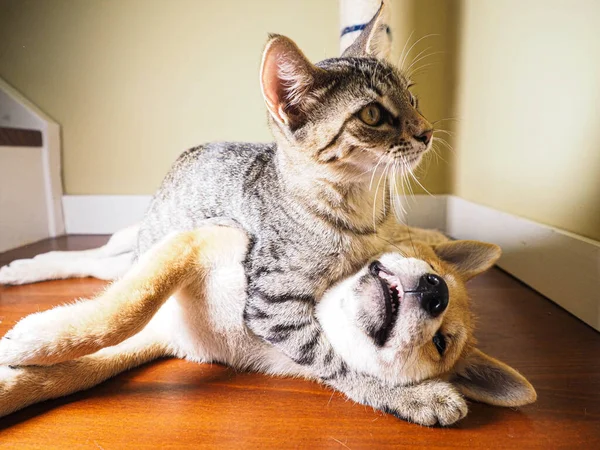 Shiba Inu Puppy Zijn Vriend Gestreepte Kitten — Stockfoto