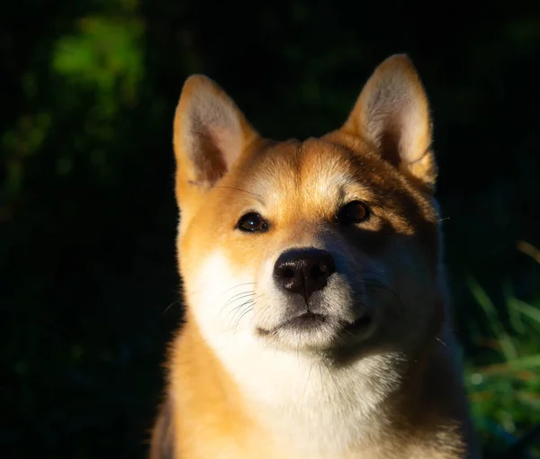 Shiba Inu Puppy Looks Little Fox — Stock Photo, Image