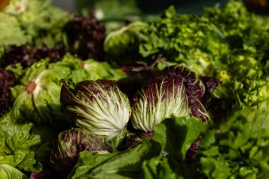 Variety of fresh lettuce leaves including radicchio and green leafy greens.