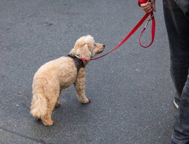Small fluffy dog on red leash walking with owner on urban street.