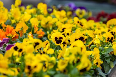 Vibrant yellow and orange pansies in a lush garden setting.