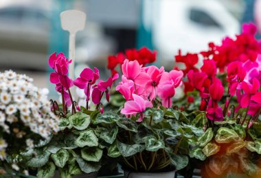 Colorful cyclamen and daisies in bloom at outdoor market.