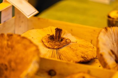 Close-up of fresh edible mushrooms on display at market stall.