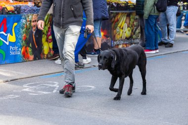 Klagenfurt, Austria - October 04, 2025: Man strolls with black Labrador dog at Erntedankfest market in Benediktinermarkt, surrounded by colorful fruit stalls