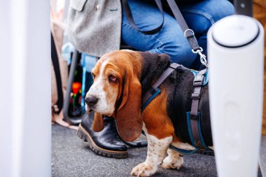 Basset hound on leash near person in blue jeans sitting outdoors.