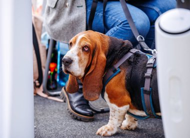 Basset hound with leash and harness in a public setting.
