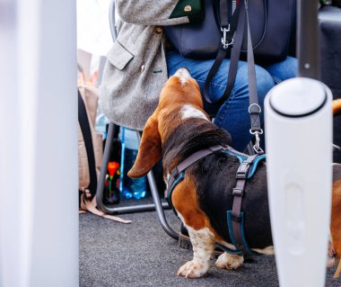 Basset hound in harness sniffs person's lap at outdoor event.