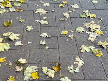 Sonbahar yaprakları sonbaharda tuğla yola saçılmış..