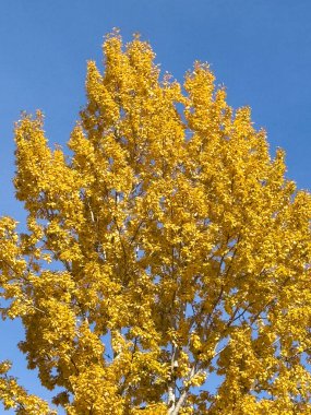 Parlak sarı sonbahar yaprakları açık mavi gökyüzüne karşı.