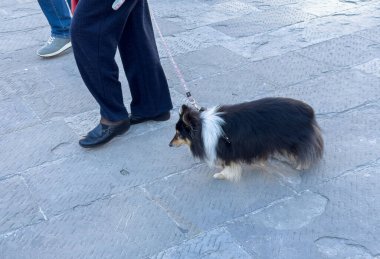 Trieste, İtalya - 14 Ekim 2025: Shetland Sheepdog kaldırım taşı caddesinde günlük kıyafetlerle geziyor, hayvan arkadaşlığını ön plana çıkarıyor