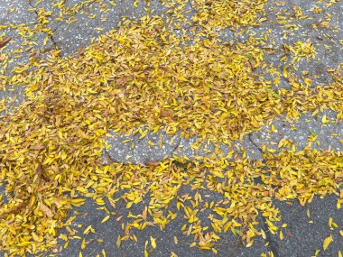 Sonbahar yaprakları sarımsı yapraklar ve beton dokularla asfalta saçılmış..