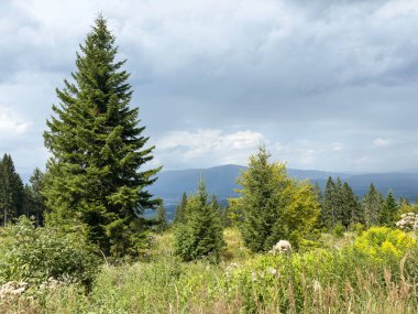 Bulutlu gökyüzünün altında dağ manzaralı yemyeşil orman.