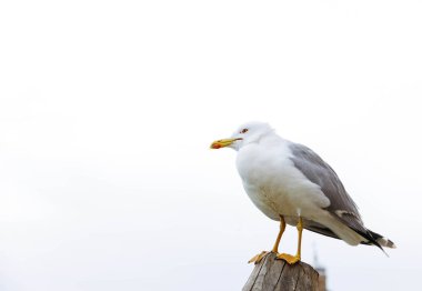 Ak gökyüzüne karşı tahta direğe tünemiş yetişkin martı..