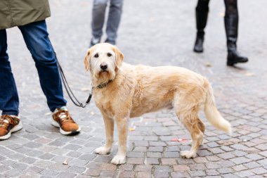 Golden Retriever 'ın tasması kaldırım taşlı sokakta yayalar var..
