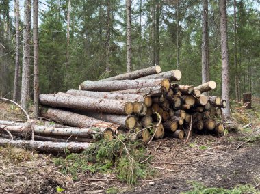 Ormandaki kesik kütükler, etrafını çevreleyen yüksek yeşil ağaçlar..