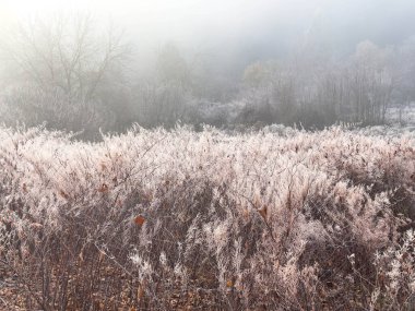 Sisli kış manzarasında çıplak ağaçlarla kaplı buzla kaplı bir arazi..