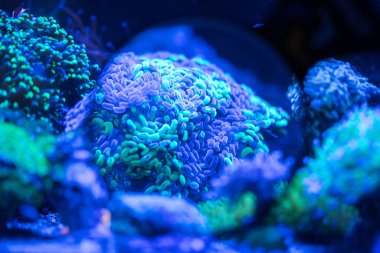 Mavi ışıkla aydınlatılan su altı mercan resifi ekosistemi, deniz yaşamının karmaşık dokularını ve canlı renklerini ortaya çıkararak büyüleyici bir su ortamı yaratır.