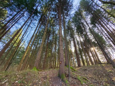Bereketli orman sahnesinde, açık mavi gökyüzü altında her daim yeşil ağaçlar, dallardan süzülen güneş ışığı, sakin ve davetkar bir doğal ortam yaratır.