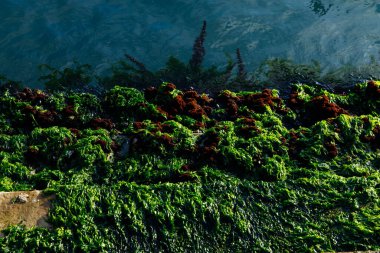 Canlı yeşil yosun ve paslı yosunlar kayalık kıyı şeridi boyunca.