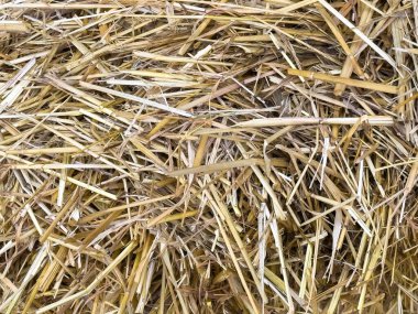 Kuru saman yığınları doğada dokulu altın bir zemin oluşturuyor..