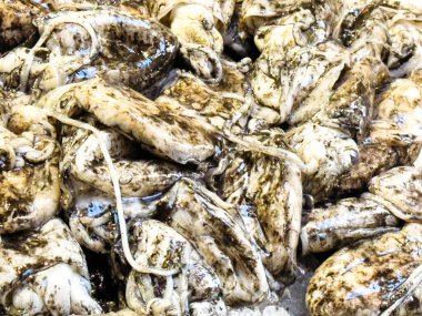 Deniz ürünleri pazarında taze mürekkep balığı sergileniyor..