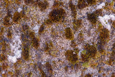 Kış yosunu ve liken, eski granit kayaların üzerinde, yamalı karla birlikte..