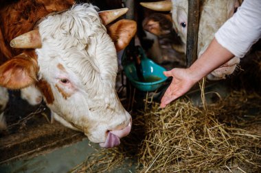 Kafkasyalı yetişkin saman ve su yalağıyla ahırda kahverengi inekleri besliyor..