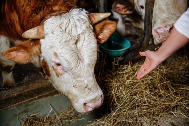 Kırsal bir ahırda samanla beslenen inekler insanlarla etkileşim içinde..