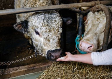 Kıvırcık beyaz ve kahverengi kürklü bir ahırda elle beslenen inekler..