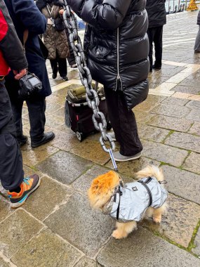 Venedik, İtalya - 12 Mart 2026: Gri ceketli küçük Pomeranya köpeği, büyük bir zincir tasma ve bagaj taşıyan insanların yanında ıslak kaldırım taşları üzerinde