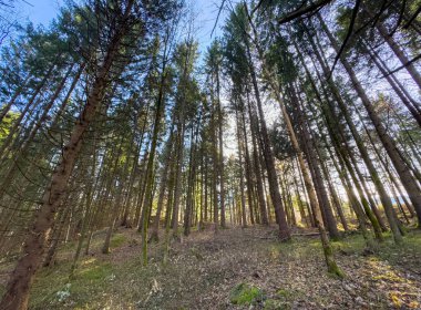 Güneşli orman tepe örtüsü açık gökyüzünün altında uzun çam ağaçları.
