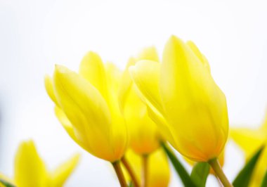 Bahar bahçesinde açan parlak sarı laleler..