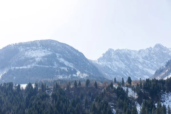 Kışın çam ormanlarıyla kaplı karla kaplı sıradağlar..