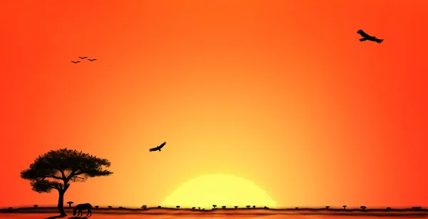 Afrika savana gün batımı