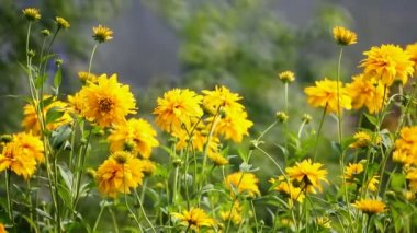 Cumulus bulutları hareketi
