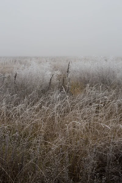 Frostat hösten fältet täckt av frost. Vacker morgon. — Stockfoto