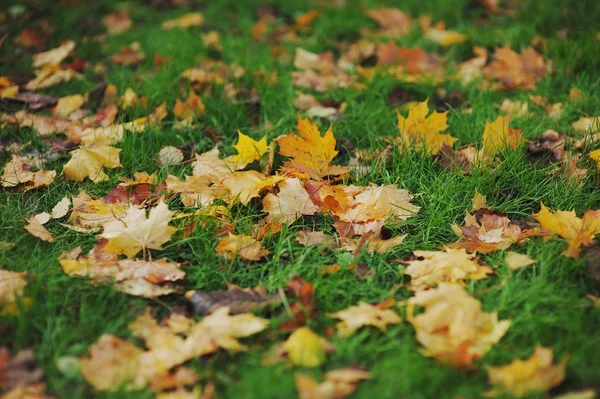Bunte Herbstblätter auf grünem Gras — Stockfoto