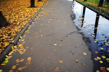 Sonbahar zaman sırasında bir asfalt yol. Yaprakları çok ıslak yüzeyde yol çok kaygan kılan yalan söylüyorsun. Görüntü uygulanan bir vintage etkisi.