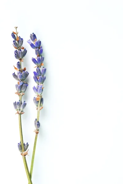 Flores Lavanda Violeta Dispuestas Sobre Fondo Blanco Vista Superior Cama Imagen de stock