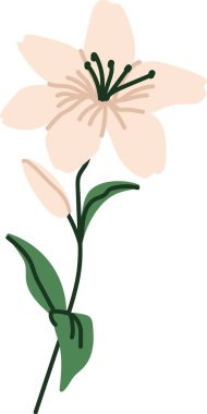 Yeşil yapraklı tek bir zambak çiçeği. Temiz ve modern bir şekilde. Narin taç yaprakları ve sapları pürüzsüz çizgiler ve en az ayrıntıyla tasvir edilir. Çizgi film vektör illüstrasyonu.