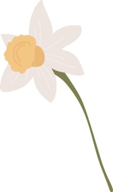 Trompet merkezli nergis çiçeği ve temiz çizgi filmdeki kavisli sapta beş taç yaprağı detayı. Bahar, yenilenme, saflık ve karşılama, düğün ve doğa için umut sembolü. Çizgi film vektör illüstrasyonu.