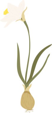 Nergis çiçeği soğanı, sapı, uzun yaprakları ve temiz botanik çizimi olan nergis çiçeği. Bahar büyümesinin, yenilenmenin, bahçıvanlığın ve yeniden doğuşun sembolü. Çizgi film vektör illüstrasyonu.