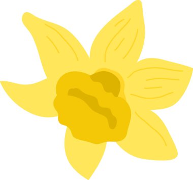 Trompet koronalı nergis çiçeği ve temiz karikatür şeklinde altı taç yaprağı detayı. İlkbaharın, yenilenmenin, umudun ve tebrik kartı ve markanın sembolü. Çizgi film vektör illüstrasyonu.