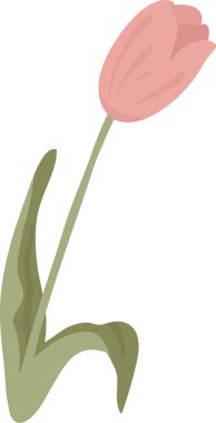 Dalgalı bir yaprak ve yumuşak bir taç yaprak ile kıvrımlı bir gövdede lale çiçek açar. Bahar, sevgi, zarafet ve tebrik kartları ve dekor için büyüme sembolü. Çizgi film vektör illüstrasyonu.