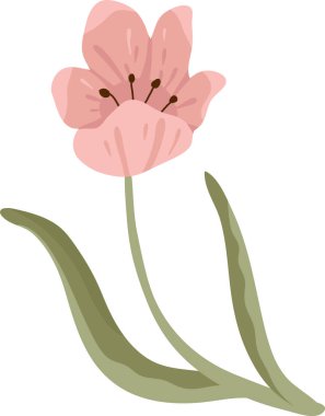 Lale kıvrımlı yapraklar, görülebilir erkeklik organları, yumuşak yapraklar ve temiz şekillerle çiçek açar. Bahar, büyüme, sevgi ve zarafet sembolü selamlama, damgalama ve dekorasyon için. Çizgi film vektör illüstrasyonu.