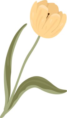 İki uzun yaprağı ve yumuşak gölgesi olan kavisli saplı lale çiçeği. Baharın sembolü, yenilenme, aşk ve tebrik kartları ve dekor için zarafet. Çizgi film vektör illüstrasyonu.