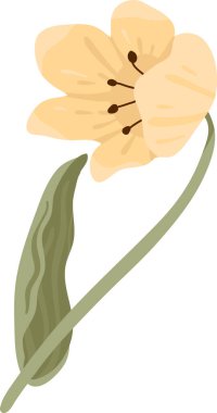 Açık yapraklı çiçek, kıvrımlı gövde, ve tek yaprak, erkek organlarını ve yumuşak gölgelerini gösterir. Bahar temaları için güzellik, büyüme, doğa ve yenilenmenin sembolü. Çizgi film vektör illüstrasyonu.