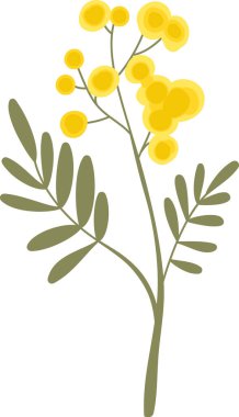 Çizgi film sanatında kabarık kabarık çiçekli ve ince yapraklı Mimosa dalı. Baharın, şefkatin, kadınlığın, kutlamanın ve doğanın sembolü. Çizgi film vektör illüstrasyonu.