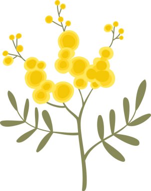 Yuvarlak çiçek kümeleri ve temiz arka planda ince yaprağı olan Mimosa dalı. Baharın, kadınlığın, minnettarlığın ve kutlamanın sembolü. Çizgi film vektör illüstrasyonu.