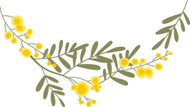 Mimosa dal çelengi. Yuvarlak çiçekli ve eğreltiotu yaprağı gibi köşeli bir çerçeve oluşturuyor. İlkbaharın, yenilenmenin ve bayram dekorunun sembolü. Çizgi film vektör illüstrasyonu.